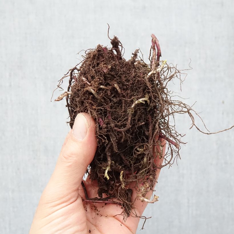 Monarda Purple Lace - Beebalm Bare root sample as delivered in winter