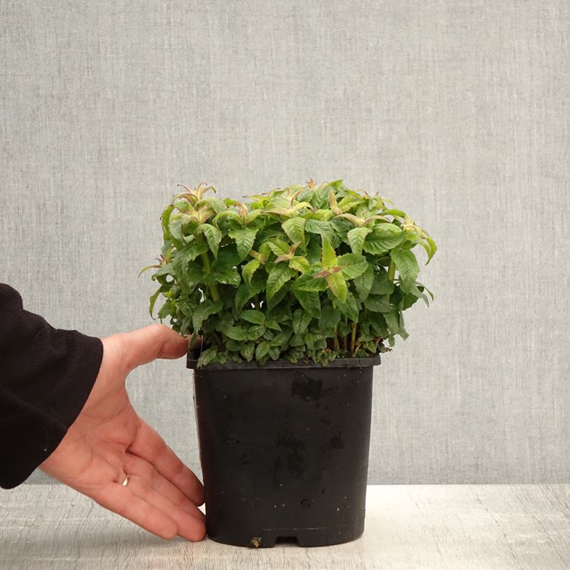 Monarda didyma Sugar Buzz Pink Frosting 1.5L/2L pot sample as delivered in spring