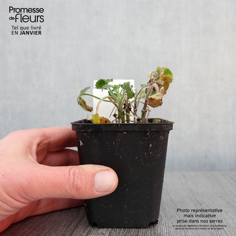 Lunaria annua - Money Plant 8/9 cm pot sample as delivered in winter