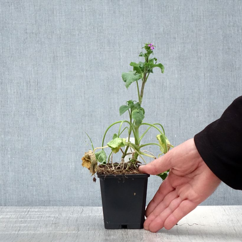 Lunaria annua - Money Plant 8/9 cm pot sample as delivered in spring