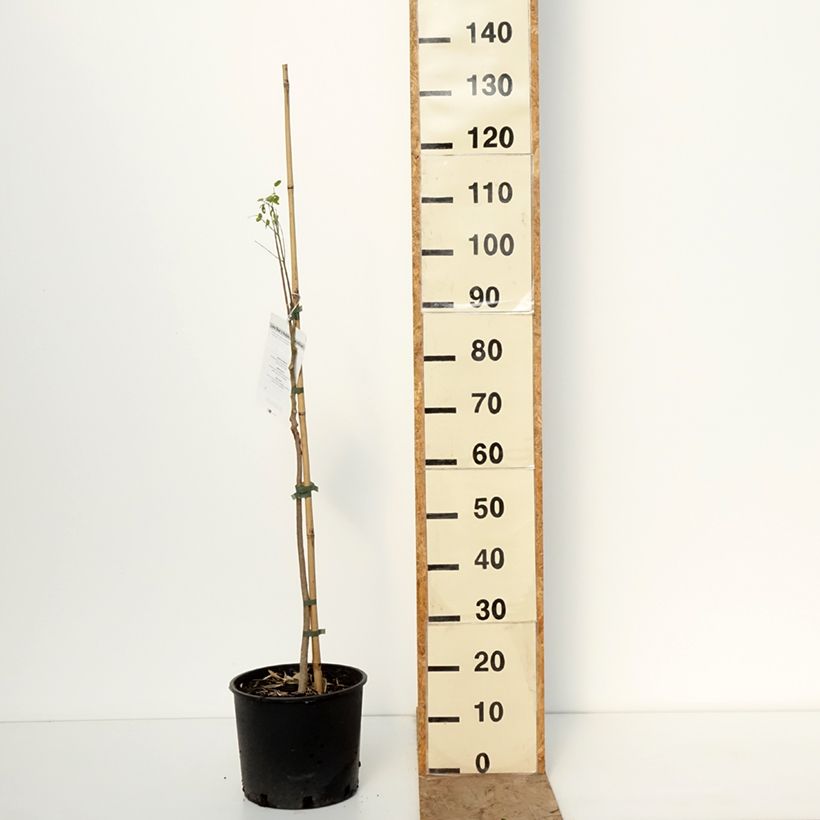 Moringa oleifera 7.5L/10L pot sample as delivered in winter