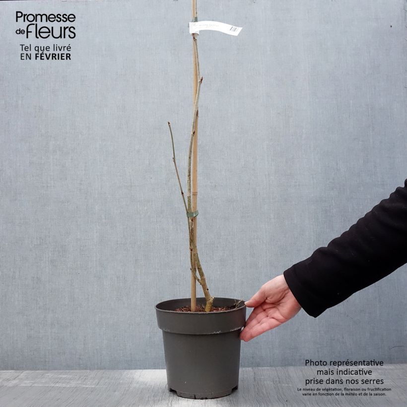 Morus alba Giant Fruit - Mullberry 3L/4L pot sample as delivered in winter