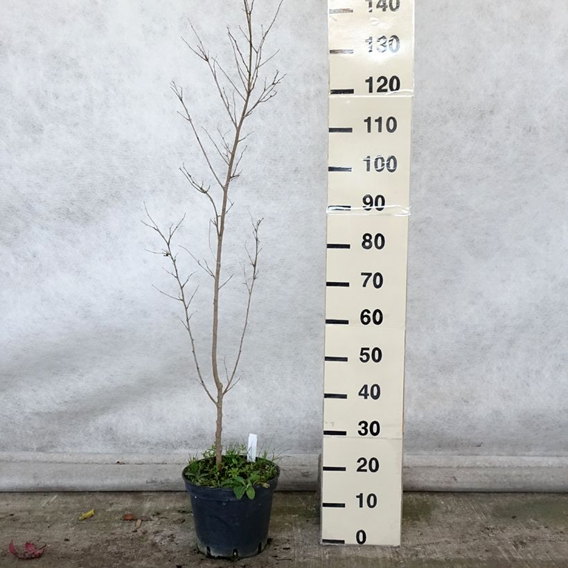 Morus alba - Mullberry 7.5L/10L pot sample as delivered in autumn
