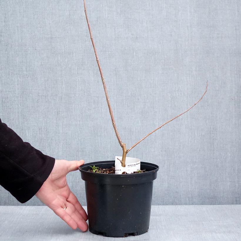 Morus alba Milanowek - White Mulberry 3L/4L pot sample as delivered in winter