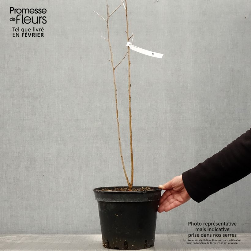 Morus alba - Mullberry 7.5L/10L pot sample as delivered in winter