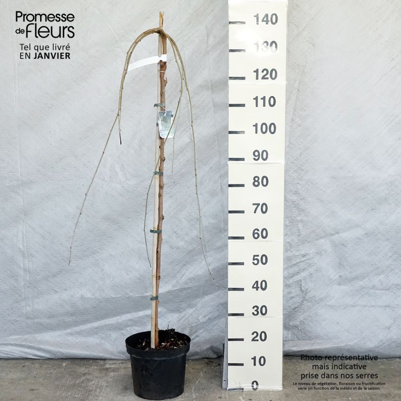 Morus alba Pendula - Mullberry 7.5L/10L pot sample as delivered in winter