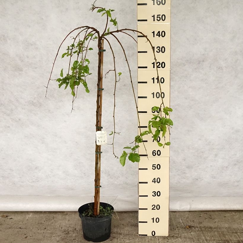 Morus alba Pendula - Mullberry 7.5L/10L pot, Standard sample as delivered in spring