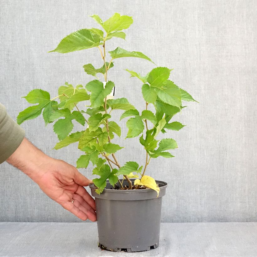 Morus Shin Tso 3L/4L pot sample as delivered in summer