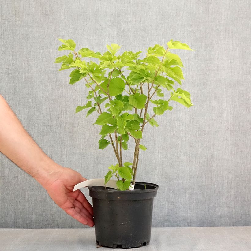 Morus Shin Tso 3L/4L pot sample as delivered in spring