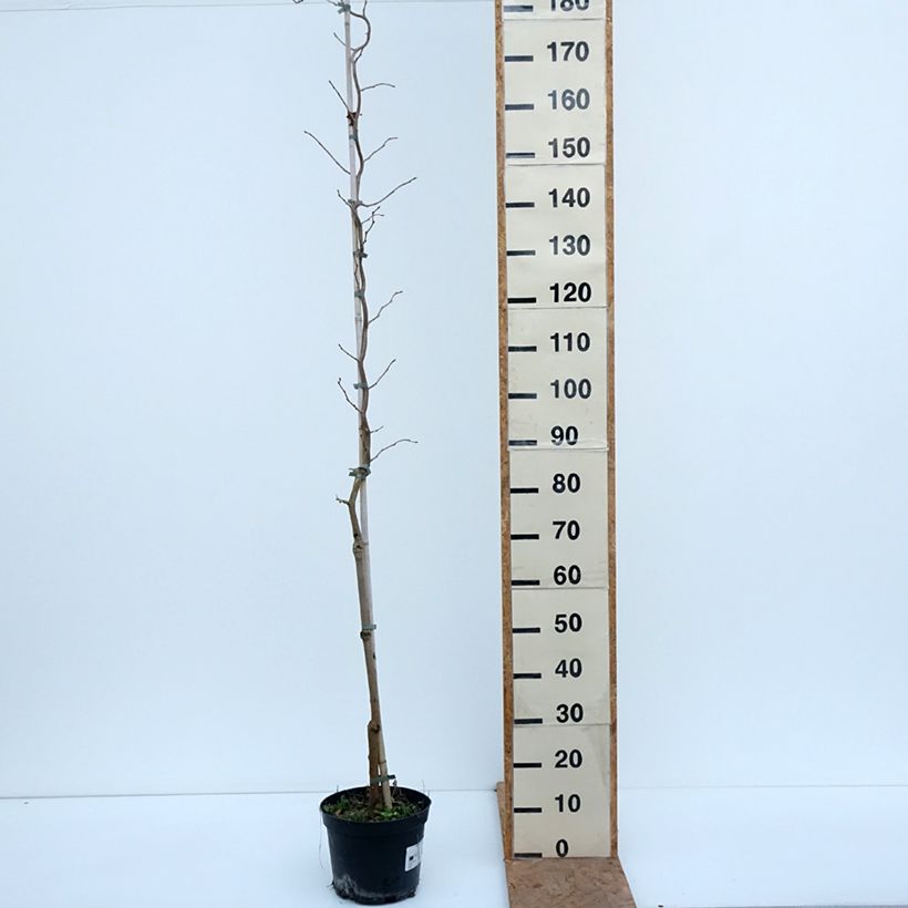 Morus latifolia Spirata 7.5L/10L pot sample as delivered in autumn