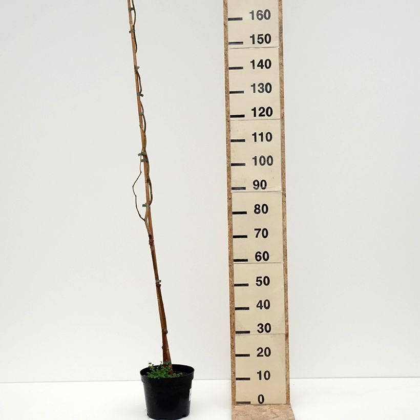 Morus latifolia Spirata 4L/5L pot sample as delivered in winter