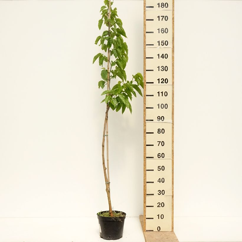 Morus latifolia Spirata 4L/5L pot sample as delivered in spring