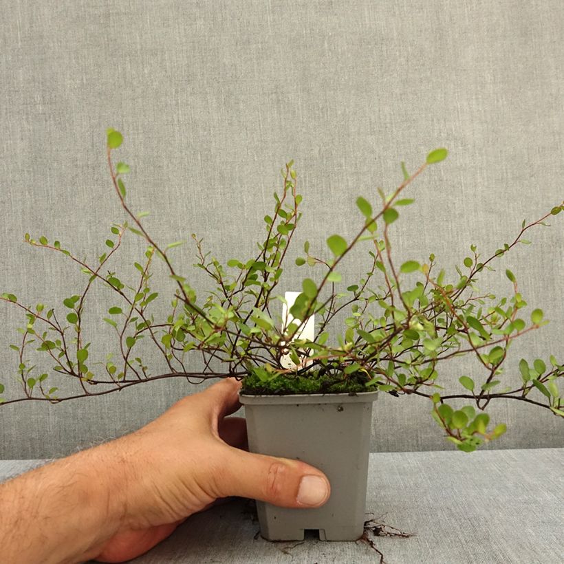 Muehlenbeckia complexa - Maidenhair Vine 8/9 cm pot sample as delivered in summer