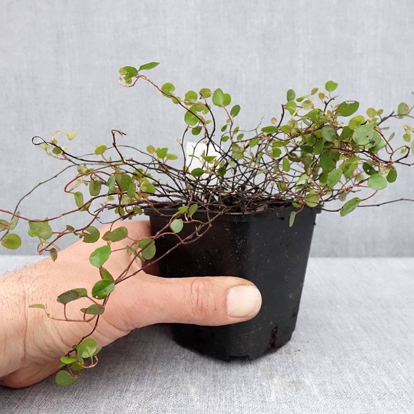 Muehlenbeckia complexa - Maidenhair Vine 8/9 cm pot sample as delivered in spring