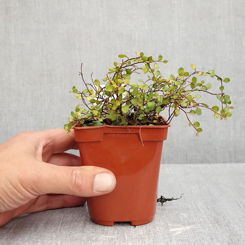 Muehlenbeckia complexa Golden Girl - Maidenhair Vine 8/9 cm pot sample as delivered in autumn