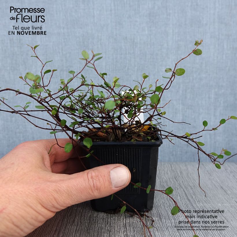 Muehlenbeckia complexa Sealand Compact - Maidenhair Vine 8/9 cm pot sample as delivered in autumn