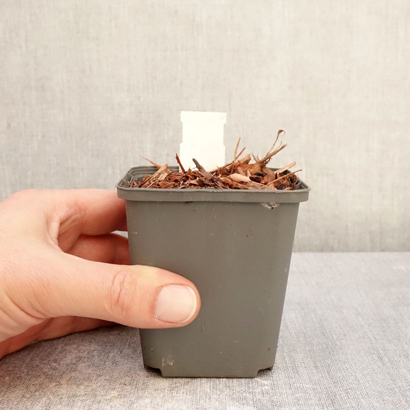 Convallaria majalis Géant de Fortin - Lily of the Valley 8/9 cm pot sample as delivered in winter