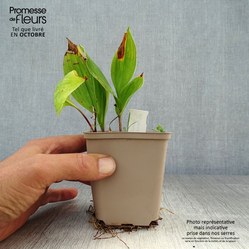 Convallaria majalis Hardwick Hall - Lily of the Valley 8/9 cm pot sample as delivered in autumn
