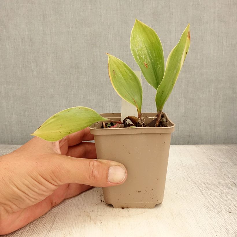 Convallaria majalis Hardwick Hall - Lily of the Valley 8/9 cm pot sample as delivered in summer