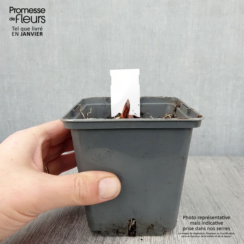 Convallaria majalis Hardwick Hall - Lily of the Valley 1.5L/2L pot sample as delivered in winter