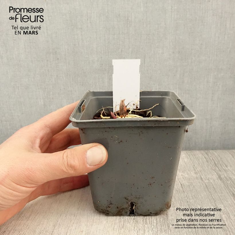 Convallaria majalis Hardwick Hall - Lily of the Valley 1.5L/2L pot sample as delivered in spring