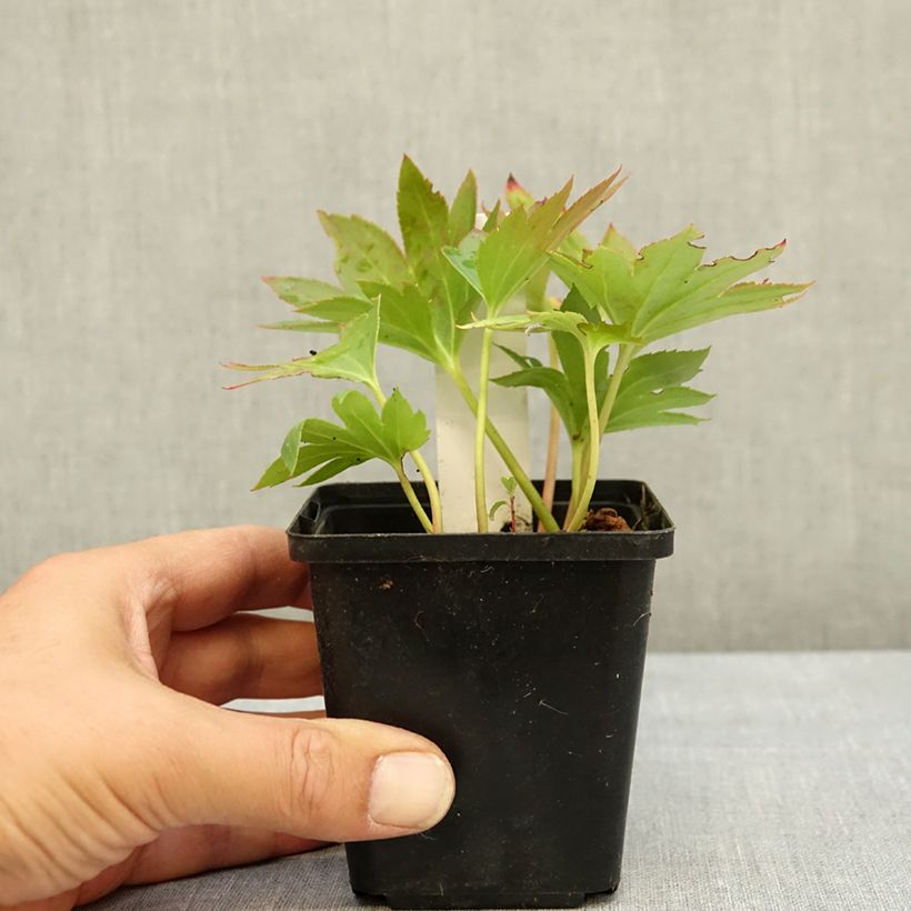 Mukdenia rossii Crimson Fans 8/9 cm pot sample as delivered in summer
