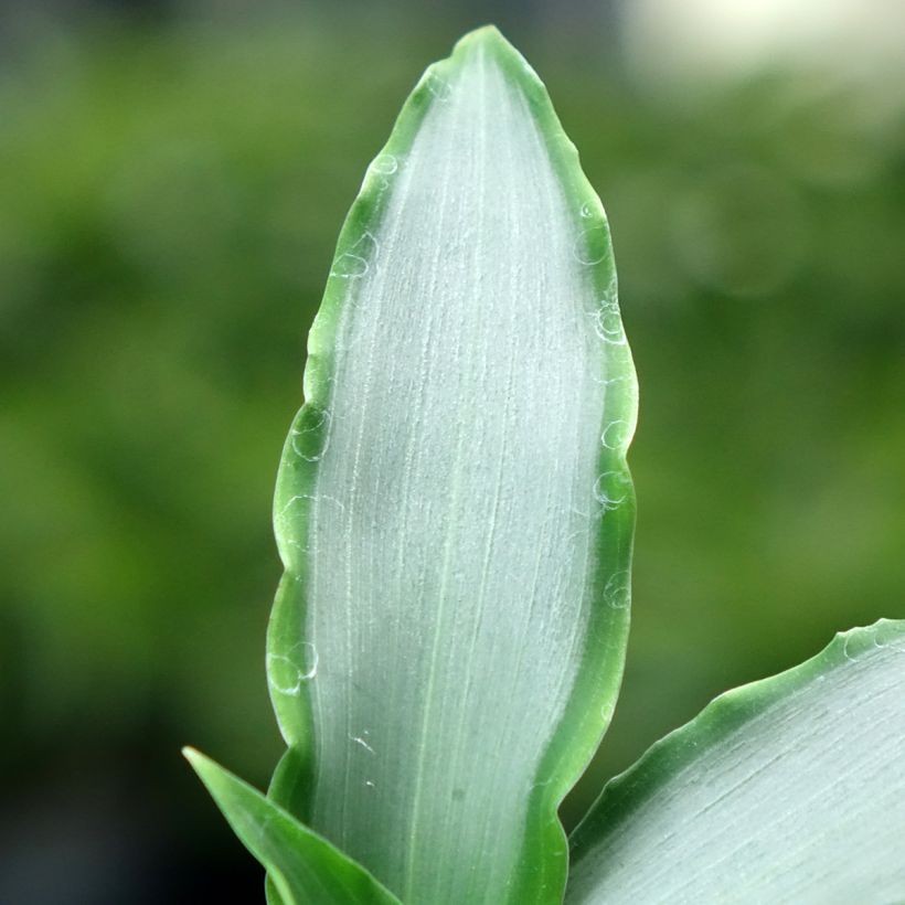 Murdannia loriformis Bright Star (Foliage)