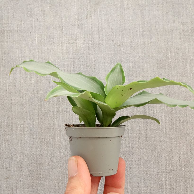 Murdannia loriformis Bright Star mini plant sample as delivered in spring