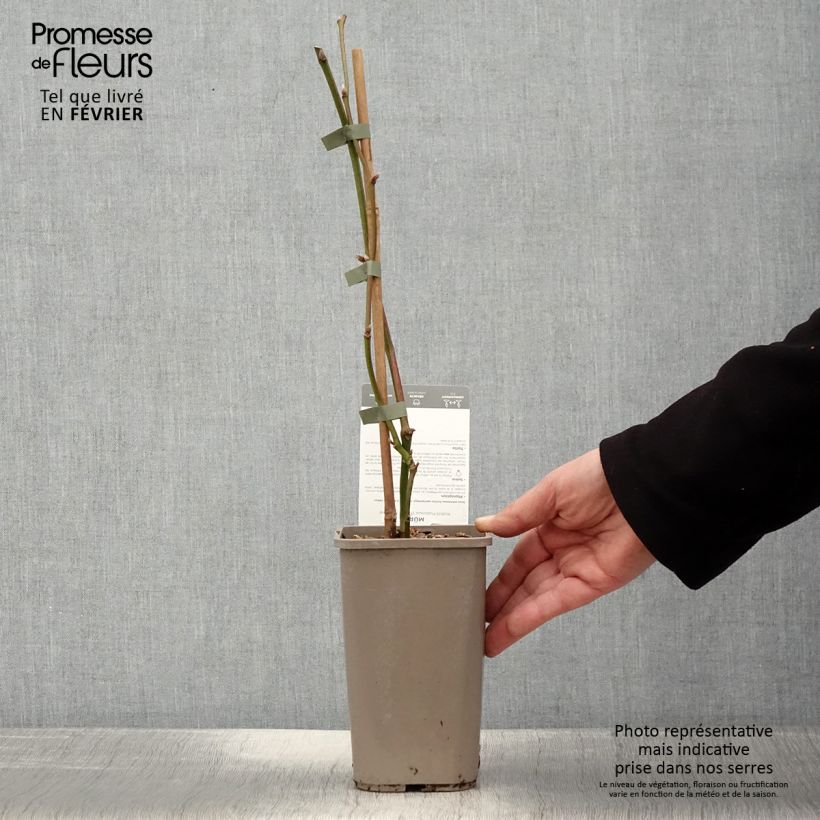 Rubus fruticosus 'Dirksen' 1.5L/2L pot sample as delivered in winter