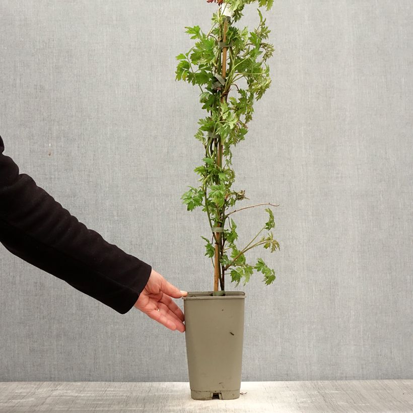 Thornless Blackberry Garden Giant  - Rubus fruticosus 2L/3L pot sample as delivered in spring