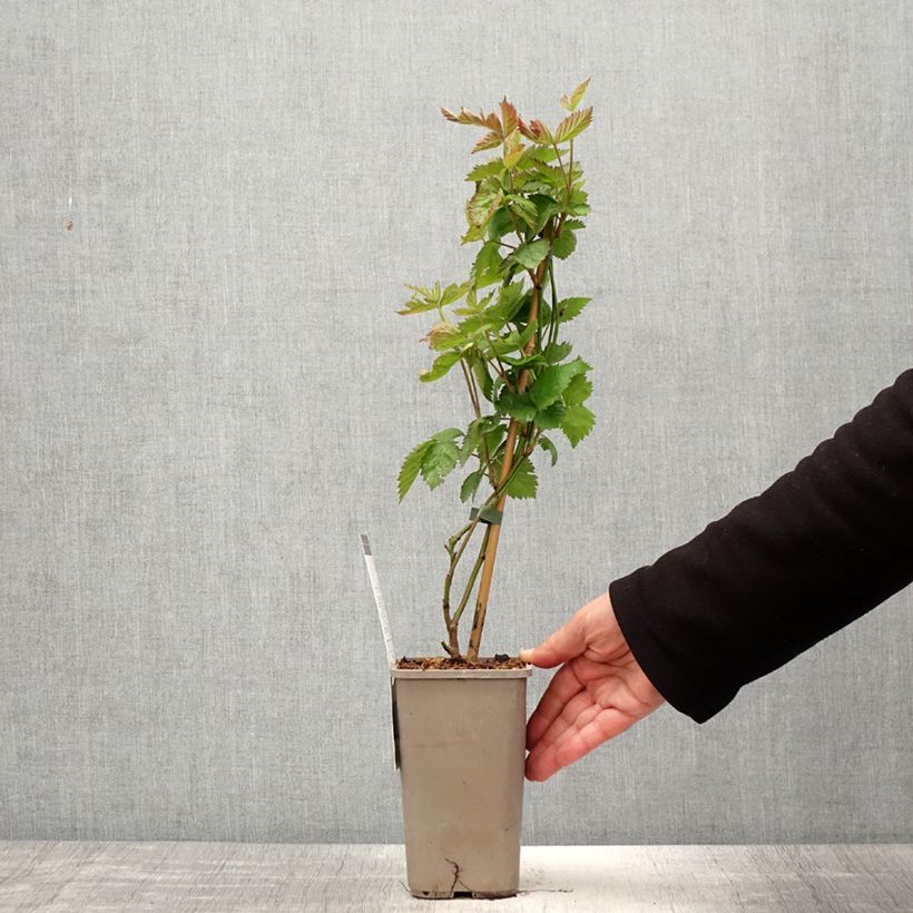 Rubus fruticosus 'Navaho Summerlong' 1.5L/2L pot, Clump sample as delivered in spring