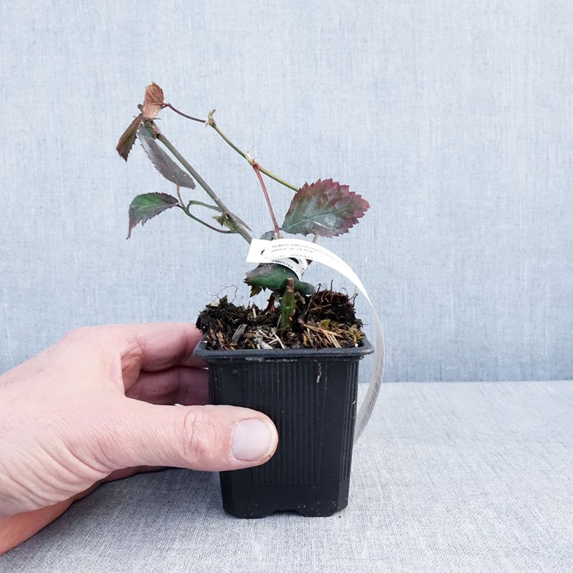 Thornless Blackberry Oregon Thornless - Rubus fruticosus 8/9 cm pot sample as delivered in winter