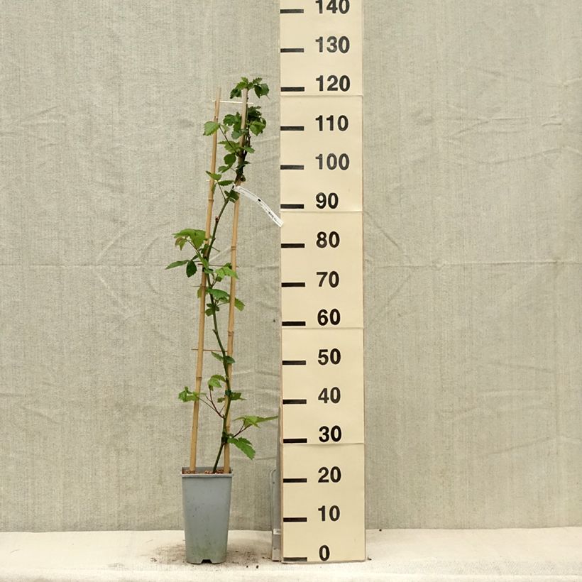 Thornless Blackberry Oregon Thornless - Rubus fruticosus 2L/3L pot sample as delivered in spring