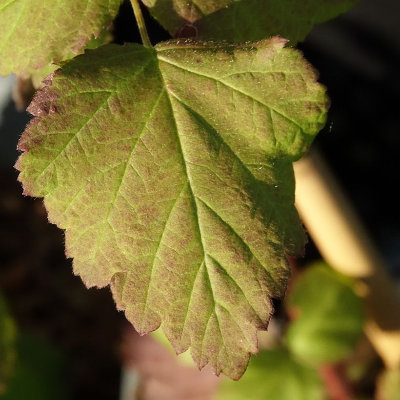 Rubus Tayberry Bounty Berry (Foliage)