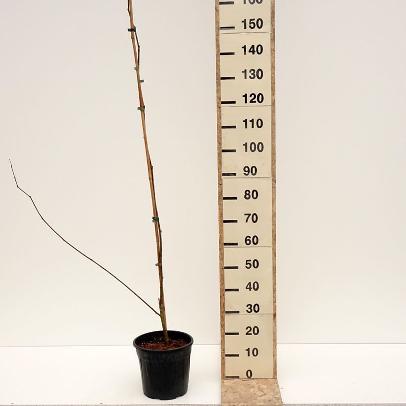 Morus alba var. laevigata Kings White - Mullberry 4L/5L pot sample as delivered in winter