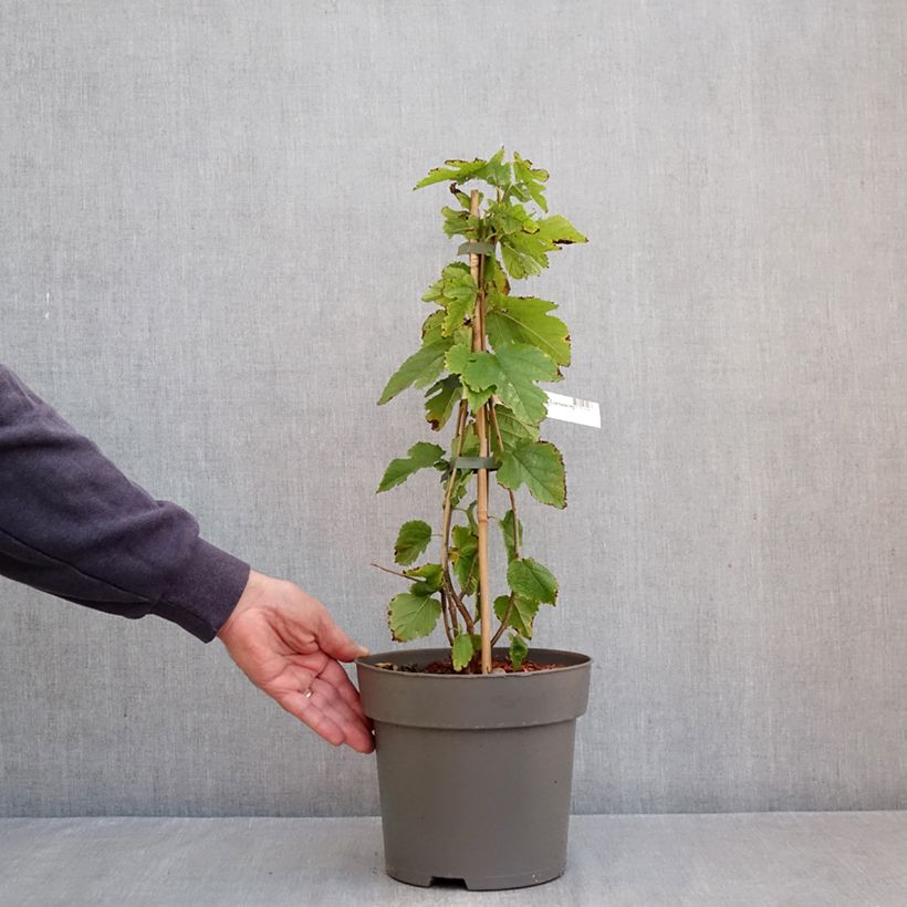 Morus rubra Illinois Everbearing  4L/5L pot sample as delivered in autumn