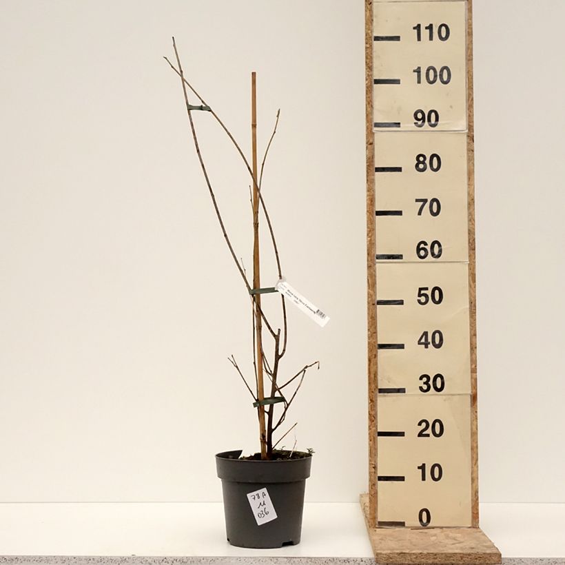 Morus rubra Illinois Everbearing  4L/5L pot sample as delivered in winter