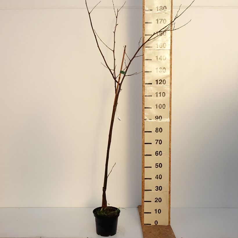 Morus Wellington - Mulberry 3L/4L pot, Half standard sample as delivered in autumn