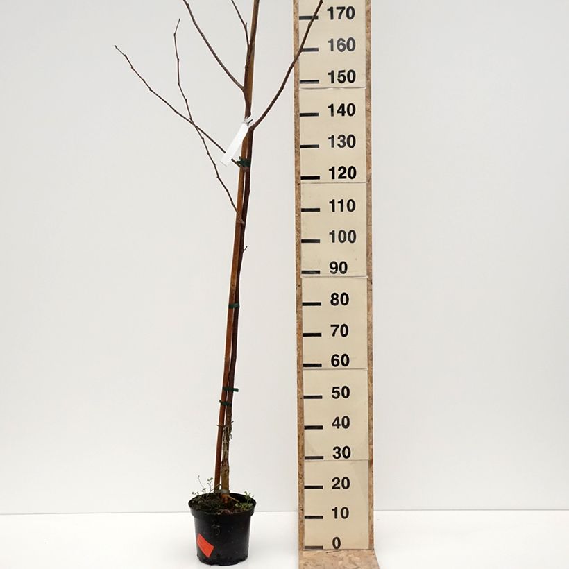 Morus Wellington - Mulberry 3L/4L pot sample as delivered in winter