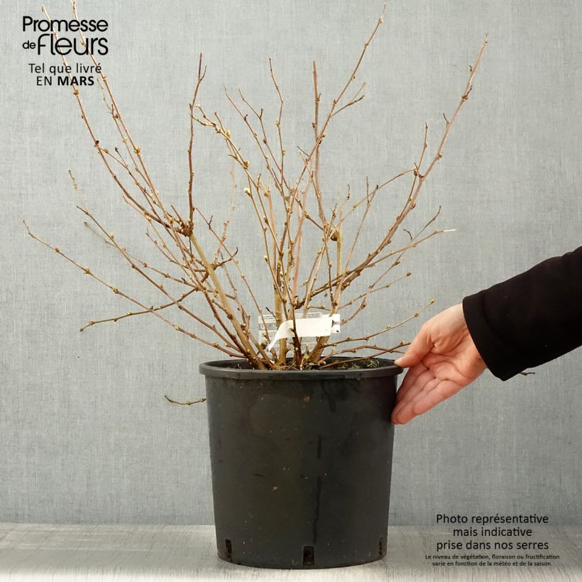 Morus rotundiloba Mojo Berry - Mullberry 7.5L/10L pot, Clump sample as delivered in spring