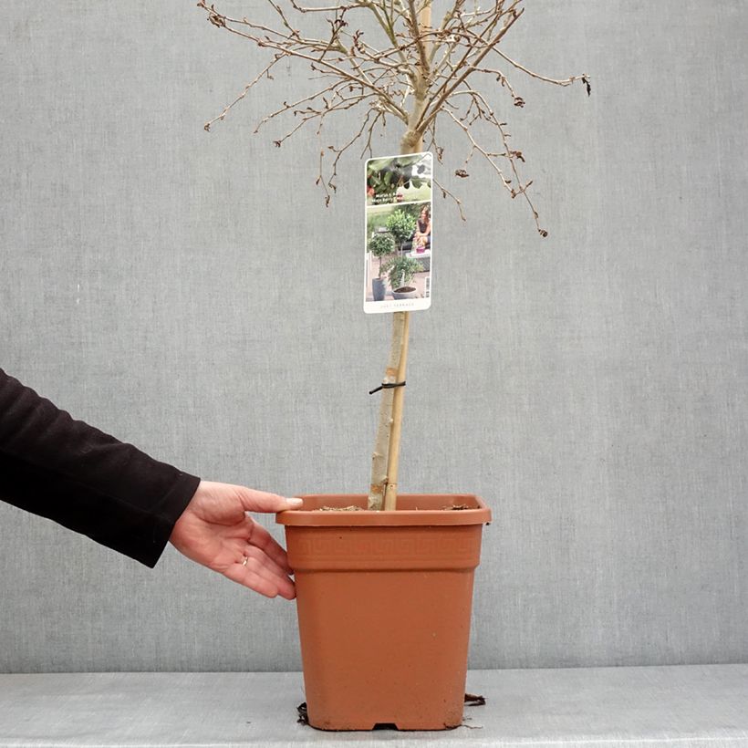 Morus rotundiloba Mojo Berry - Mullberry 7.5L/10L pot, Quarter standard sample as delivered in winter