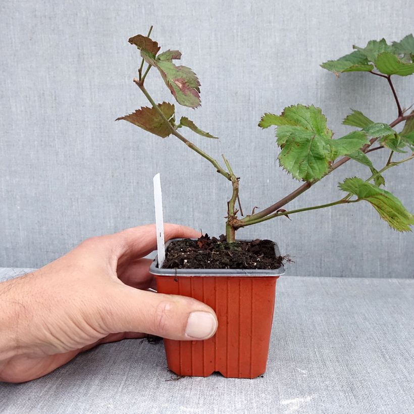 Thornless Blackberry Triple Crown - Rubus fruticosus 8/9 cm pot sample as delivered in autumn