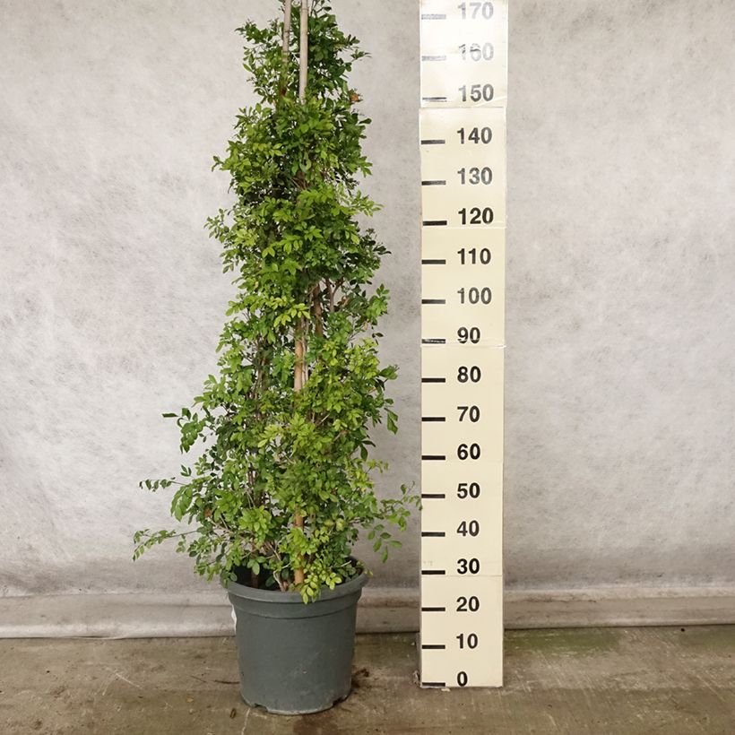 Murraya paniculata 7.5L/10L pot sample as delivered in autumn
