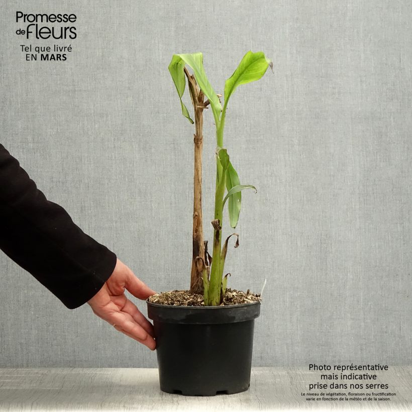 Musa basjoo Sakhalin - Hardy Banana 3L/4L pot sample as delivered in spring