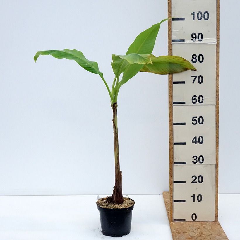 Musa basjoo Sakhalin - Hardy Banana 3L/4L pot sample as delivered in summer