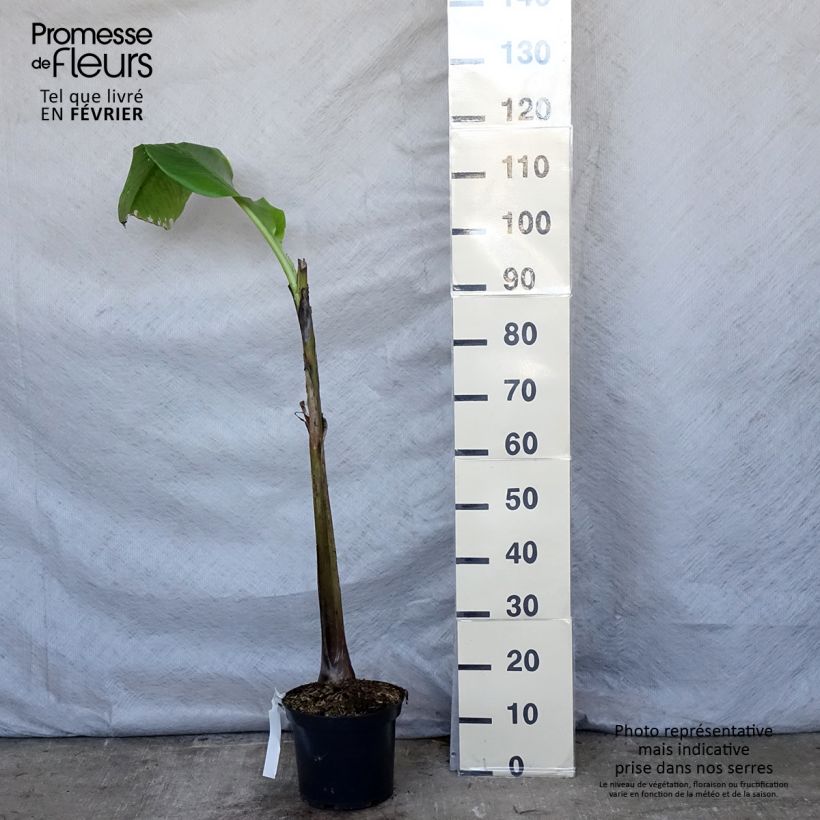 Musa basjoo Sakhalin - Hardy Banana 4L/5L pot sample as delivered in winter