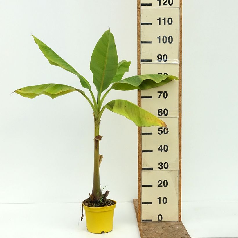 Musa basjoo Tchetchenia - Hardy Banana 2L/3L pot sample as delivered in summer