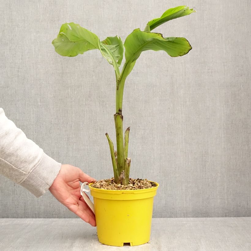 Musa basjoo Tchetchenia - Hardy Banana 2L/3L pot sample as delivered in spring