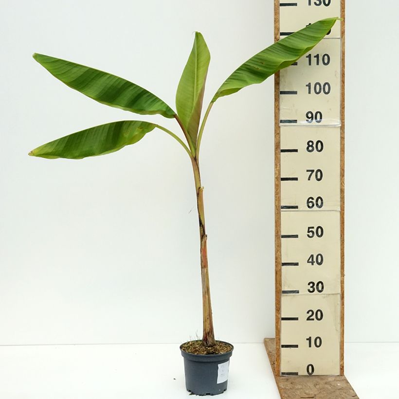 Musa itinerans Mekong Giant - Bananier voyageur Pot de 2L/3L sample as delivered in summer