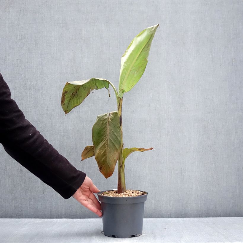 Musa itinerans var. xishuangbannaensis Mekong Giant - Hardy Banana 2L/3L pot sample as delivered in winter
